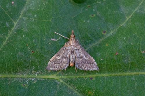 Metasia sp.